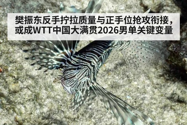 樊振东反手拧拉质量与正手位抢攻衔接，或成WTT中国大满贯2026男单关键变量